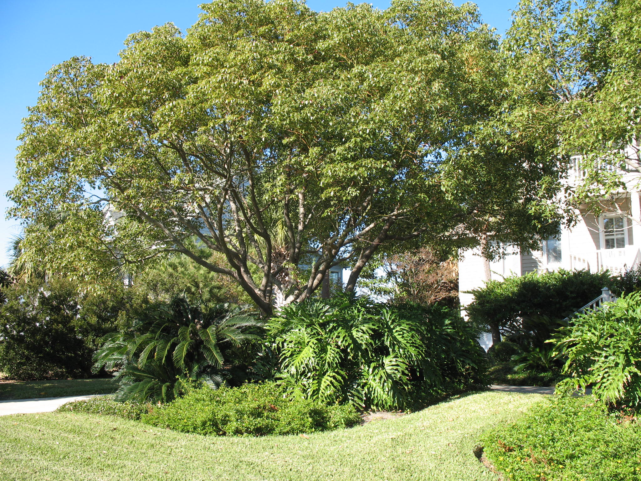 Online Plant Guide Cinnamomum camphora / Camphor Tree